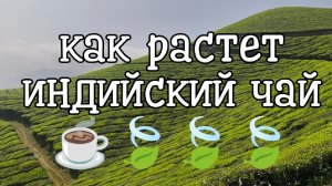 6 серия Как растет Индийский чай