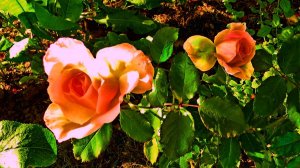 Совсем немного о цветах