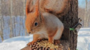 Ещё одна копия Толстой. Зарисовка