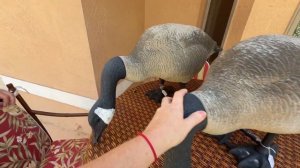 Наталья Фальконе Флорида/Вот так живёшь, живёшь.