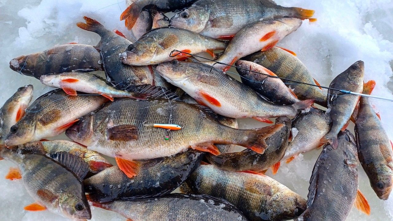 Лучшая Зимняя Рыбалка в Сибири Ловим Самую Уникальную Рыбу Смотреть Бесплатно до Конца 2026 смотреть онлайн