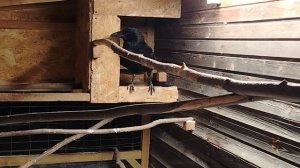 Ворон Гриша 16 февраля, вьюга, метель, снегопад