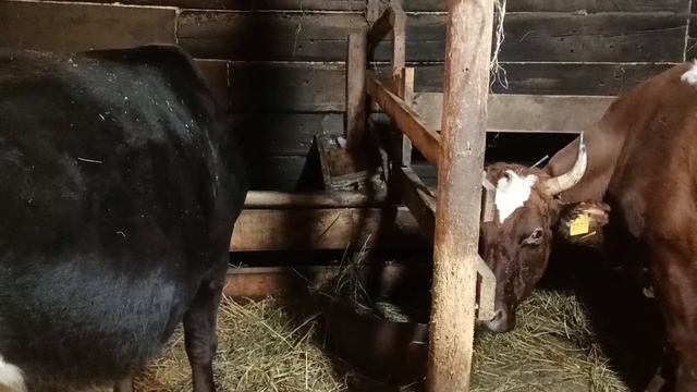 Потери на хозяйстве. Такого мы конечно не ожидали . Жизнь в деревне