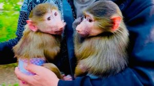 Маня и Степа отправляются с прогулки домой где их ждут вкусные подарочки)))