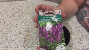 Шалфей дубравный. Нью деменш Роуз. Посев дубль 2. 20.02.26