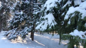 Зимний лес /  Красота Подмосковья / Достопримечательности города Дубна / Зима 2026