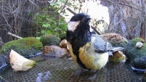 Синицы на поилке. Фотоловушка в саду