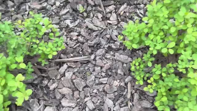 Кора сосны спустя 4 месяца на участке