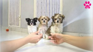 Эти 3 малыша уже ждут СВОЕГО ЧЕЛОВЕКА… ❤️🔥