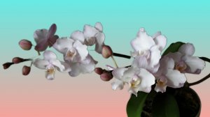 ЧАСТЬ 4. ОРХИДЕИ ДЛЯ ЧАЙНИКОВ. Освещение и полив в холодное время года. Первая орхидея в доме.