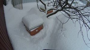 Правило 40 дней в пчеловодстве.