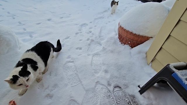 🔥Дымка - навела шороху, все кототигры попрятались на всякий случай 🐈⬛ смотреть онлайн