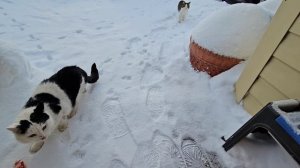 🔥Дымка - навела шороху, все кототигры попрятались на всякий случай 🐈⬛