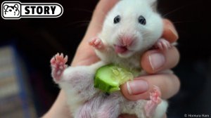 Сборник смешных видео с хомяками 🐹 Хомяк Хомура