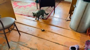 Живу в ветхом доме Кому оставила квартиру