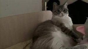 Моего кота зовут Кубертен