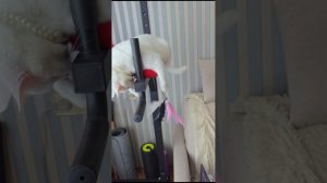 Милка играет из домика и на своём наблюдательном посту