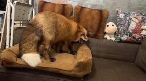 Лиса-Алиса. Лиса вредничает перед сном