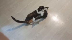 Мамася воспитывает.mp4