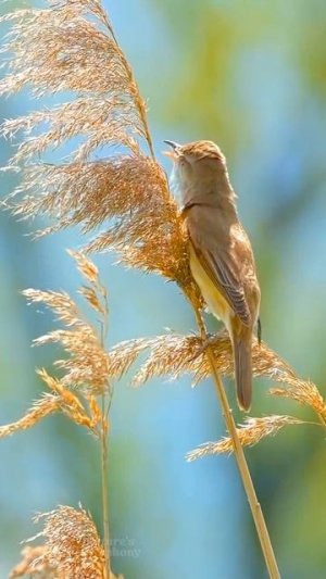 Расслабляющее пение птиц. Экзотическое утреннее щебетание птиц для сна, учебы и релаксации