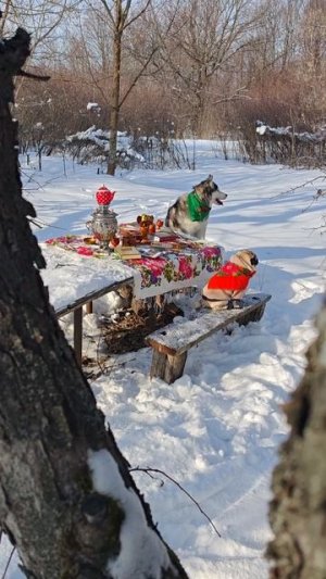 Мопсленица