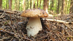 Белые грибы и шампиньоны в августе !