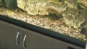 Сомиков развожу