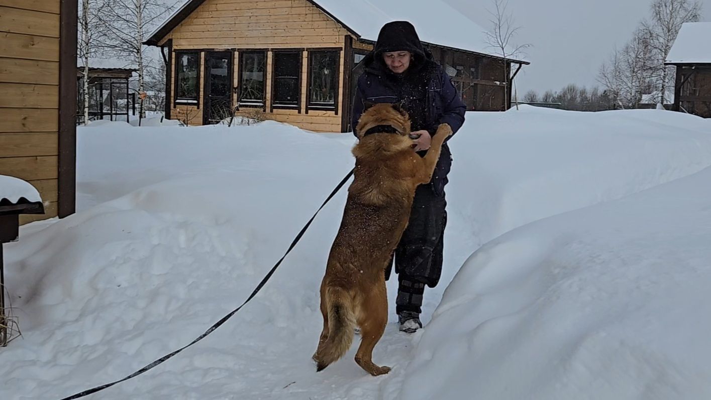 Творческий процесс, февральская погодка и хвостатые непоседы смотреть онлайн