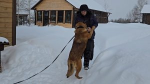 Творческий процесс, февральская погодка и хвостатые непоседы