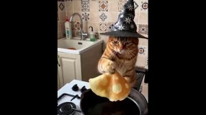 Смешное видео. Кот и масленица