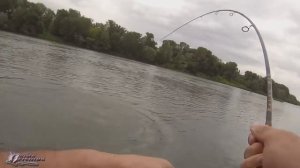 Сом атакует судака при вываживании