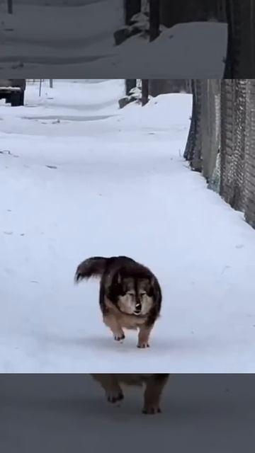 Собакен с пропеллером смотреть онлайн