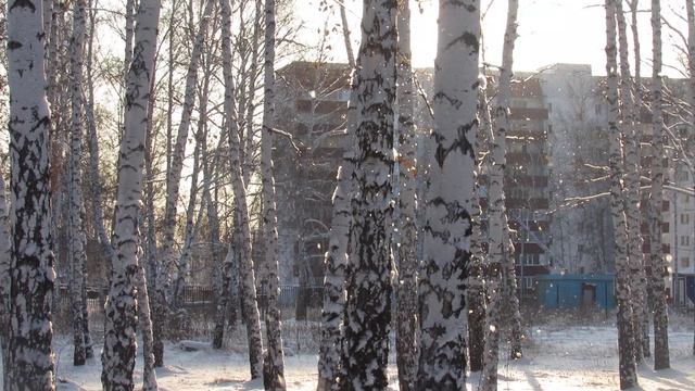 Мещанский лес в Петропавловске