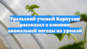Уральский ученый Карпухин рассказал о влиянии аномальной погоды на урожай