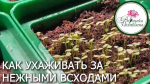 Как ухаживать за нежными всходами-