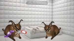 Шлёпа сбегает из психушки