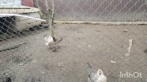 Рассуждения о содержании кур.  Жизнь на юге.