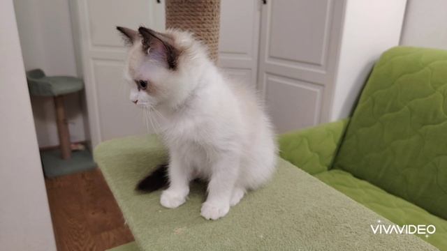 Котята породы рэгдолл Кай и Космос.mp4