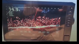 Склейки в стае рыбы.