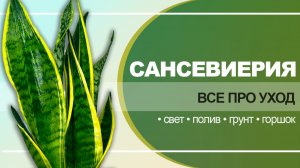 Сансевиерия — полный уход в домашних условиях | Свет, полив, грунт, горшок