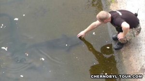 Сомы мутанты в Чернобыльской зоне