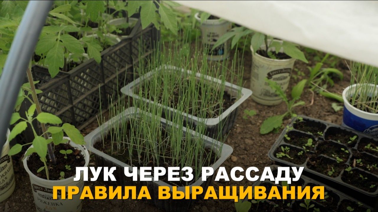 ЭПИЧНЫЙ СТАРТ ЛУКОВОГО УРОЖАЯ. Как вырастить мощную рассаду репчатого лука и лука-порея. смотреть онлайн