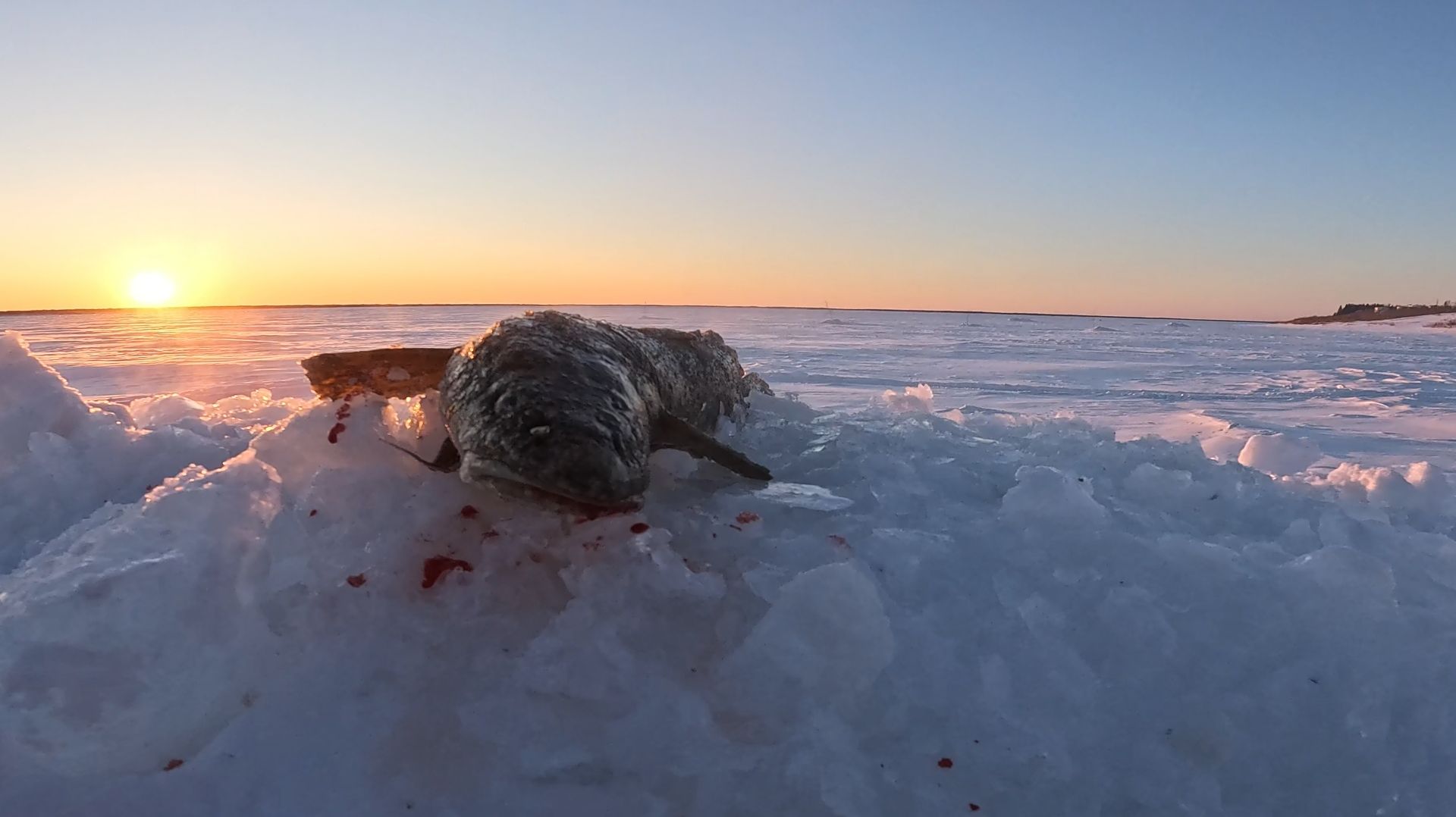 Перемет на налима | Как отработала нарезка | 22.02.2026 смотреть онлайн