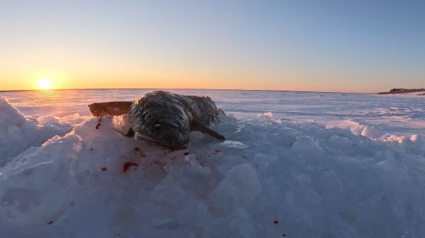 Перемет на налима | Как отработала нарезка | 22.02.2026
