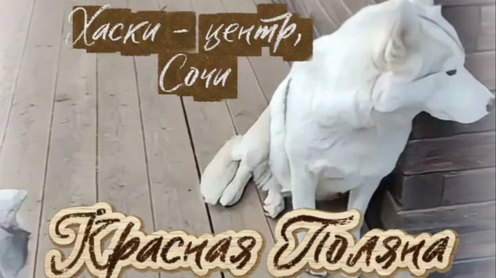 Экскурсия в Хаски-центр, Сочи #пёсики #ездовые_хаски #красная_поляна #хаски_центр_Сочи #лайки