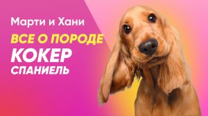 КОКЕР СПАНИЕЛЬ / ВСЕ О ПОРОДЕ / ДЕКОРАТИВНАЯ ИЛИ ОХОТНИЧЬЯ ПОРОДА? / ТРУДНОСТИ СОДЕРЖАНИЯ