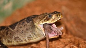 Удивительная охота ЗМЕЙ: что происходит, когда рептилия видит добычу!