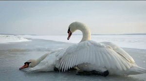 История и песня на разрыв сердца🔥♥️♥️♥️