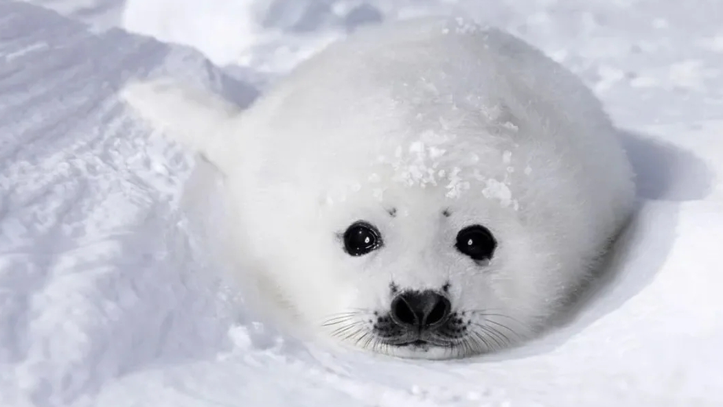 как быстро запустит ядирку