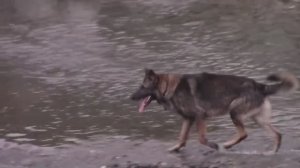 Приколы с животными Собака овчарка старатель или кладоискатель